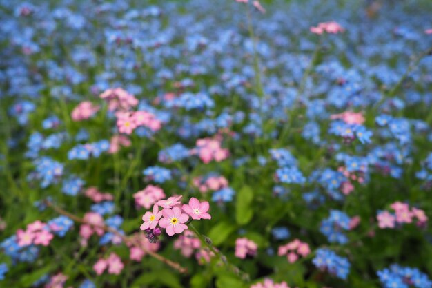 Forgetmenots Rośliny kwitnące Myosotis z rodziny Boraginaceae Forgetmenots lub trawy skorpionowe Myosotis alpestris małe kwiaty do dekoracji trawników i klombów Kształtowanie ogrodu