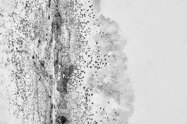 Forma. Aspergillus. Czarny grzyb na białej ścianie w rogu sufitu.