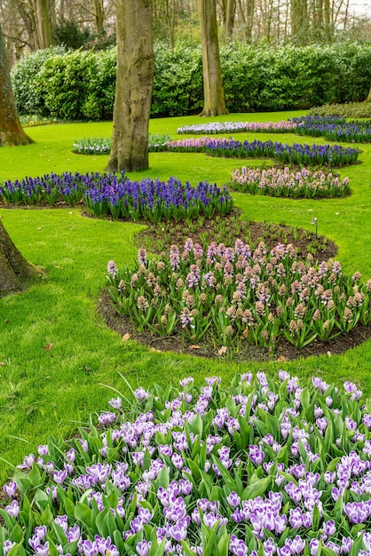 Formalny wiosenny ogród kwietnik w ogrodach Keukenhof