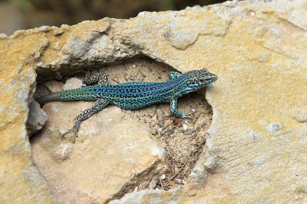 Formentera jaszczurka Podarcis pityusensis formenterae