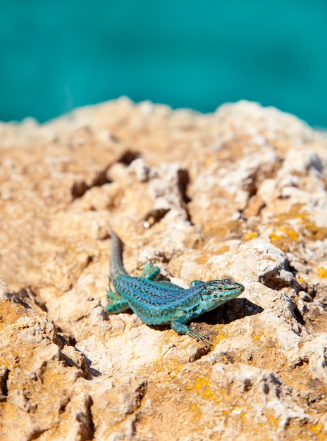 Formentera jaszczurka Podarcis pityusensis formenterae