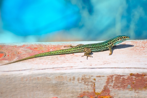 Formentera jaszczurka Podarcis pityusensis formenterae