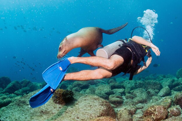 Fotograf Diver zbliża się do rodziny lwów morskich pod wodą