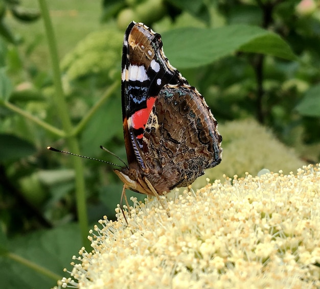 Fotografia do motywu pięknego czarnego motyla Monarch