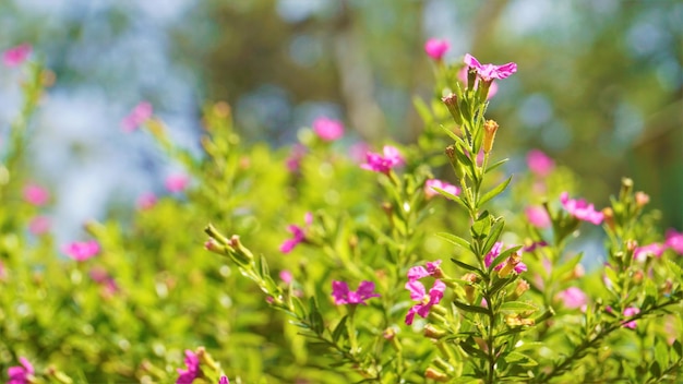 Fotografia krajobrazowa Cuphea hyssopifolia fałszywego meksykańskiego hawajskiego wrzosu