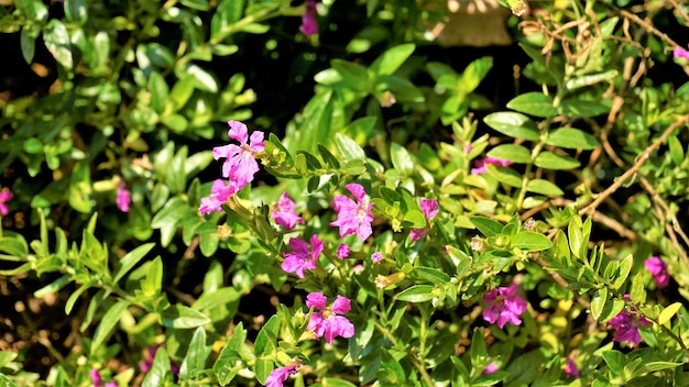 Fotografia krajobrazowa Cuphea hyssopifolia fałszywego meksykańskiego hawajskiego wrzosu