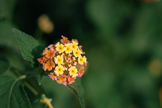 Zdjęcie fotografia kwiatów