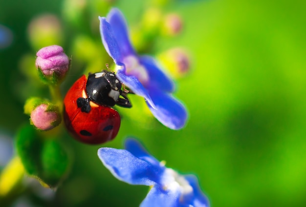 Fotografia makro biedronki na kwiatach, owady natury