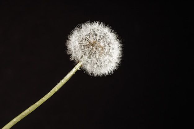 Fotografia makro Dmuchawiec na czarno