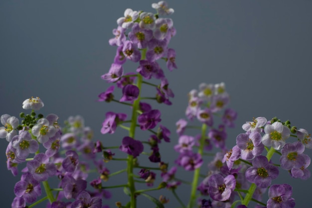 Fotografia makro fioletowych małych kwiatów w pomieszczeniach na szarym tle