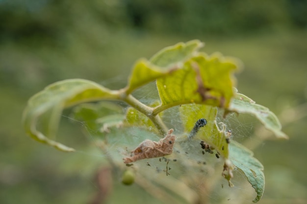 Fotografia makro gąsienicy po zjedzeniu zielonego liścia i metamorfozie.