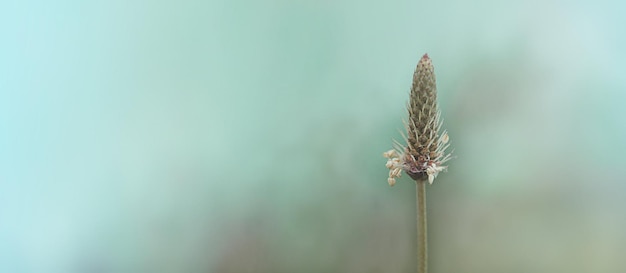 Zdjęcie fotografia makro jesiennej rośliny na rozmytym tle, w tle szeroki baner