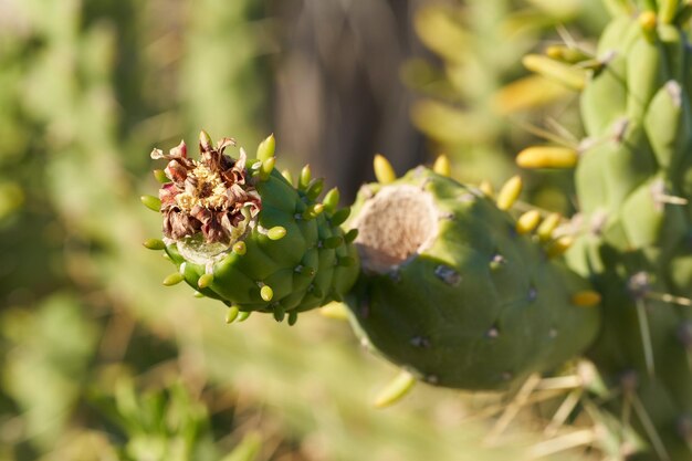 Fotografia makro kaktusa opuncja