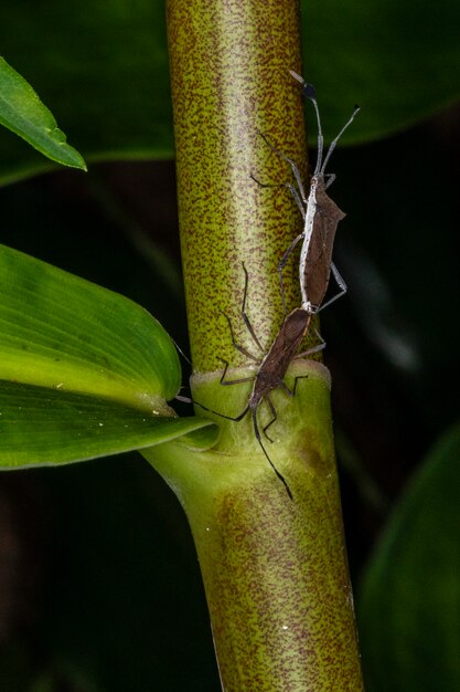 Fotografia makro kilku owadów krycia Coreidae (Catorhintha sp).