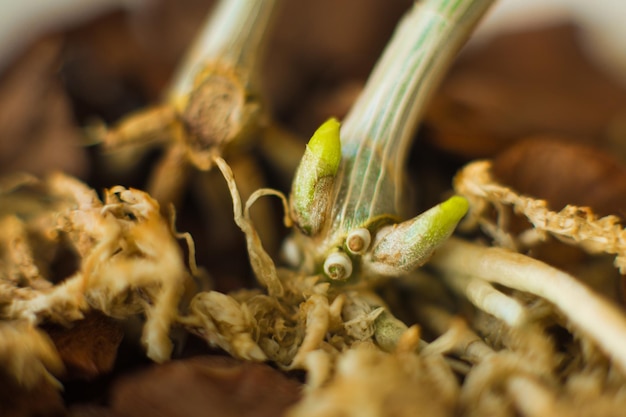 Fotografia makro korzeni procesu storczyka dendrobium Zbliżenie