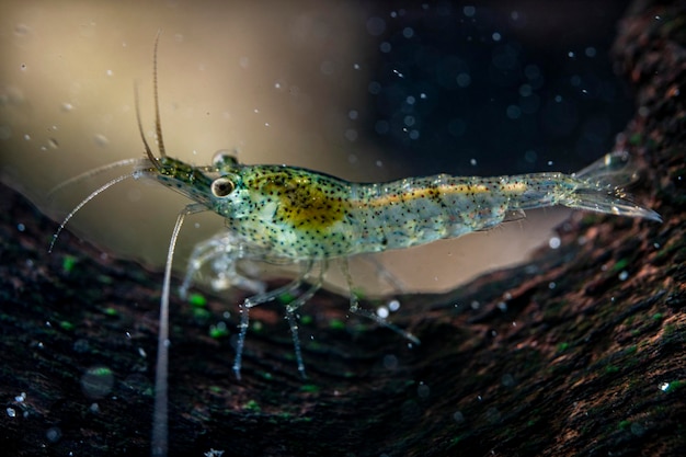 Zdjęcie fotografia makro krewetki neocaridina davidi