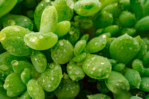 Fotografia makro kropli rosy na liściach sukulentów