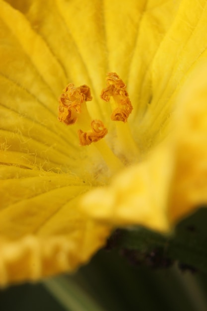 Zdjęcie fotografia makro kwiatu dyni