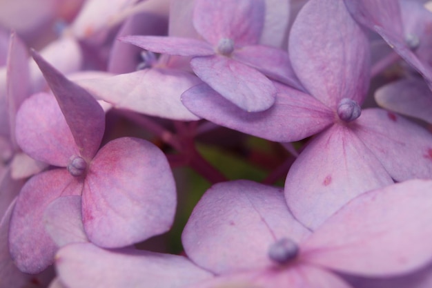 Zdjęcie fotografia makro kwiatu hortensji