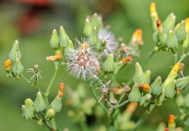 Fotografia Makro Kwiatu