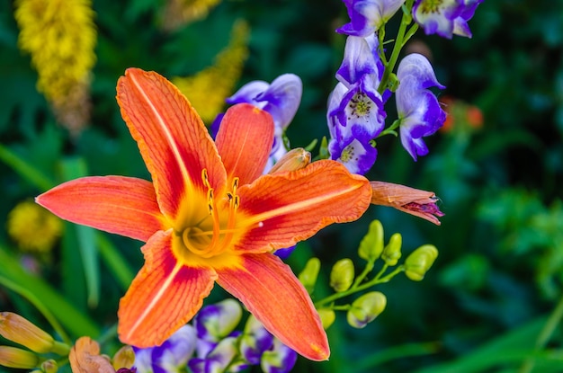 Fotografia makro lilii w kolorze pomarańczowym.