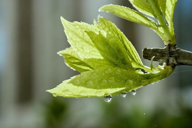 Fotografia makro młodej kiełki drzewa lub krzewu z kroplami deszczu lub rosy