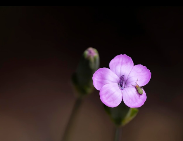 Fotografia makro motyla siedzącego na kwiatku