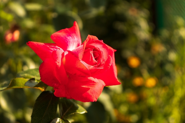 Fotografia Makro Natura Kwitnący Pączek Różowej Róży. Tło Otworzył Pąk Róży. Rosebud Z Różowymi Płatkami.