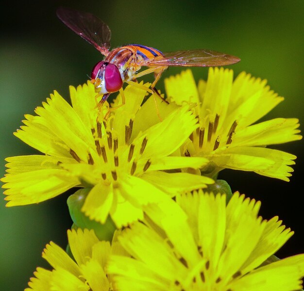 Fotografia makro owada siedzącego na kwiatku.