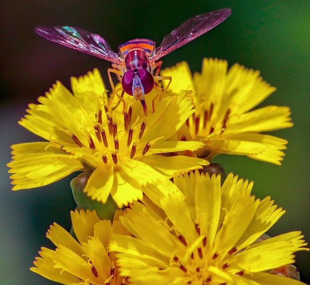 Fotografia makro owada siedzącego na kwiatku.