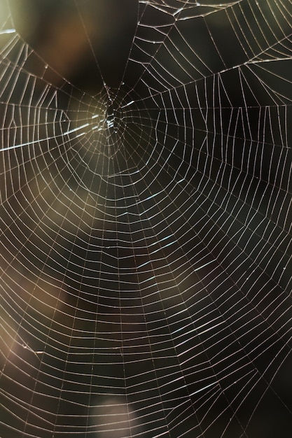 Fotografia makro pajęczyny w pozycji pionowej