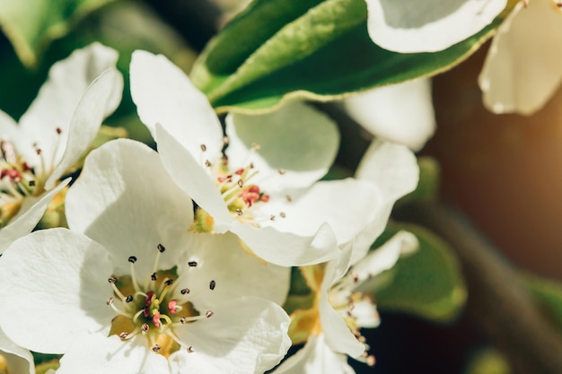 Fotografia Makro Pięknych Białych Kwiatów Wiśni Na Wiosnę W Ogrodzie, Zbliżenie