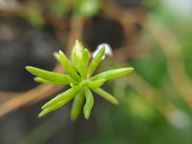 Fotografia makro pięknych egzotycznych dzikich roślin