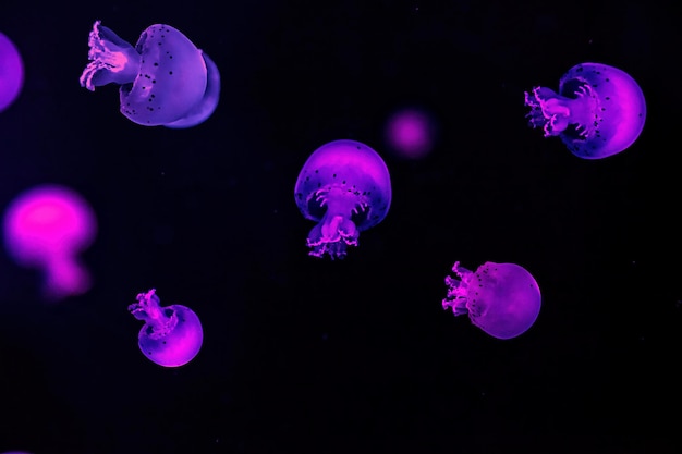 Fotografia makro podwodna meduza armatkowa