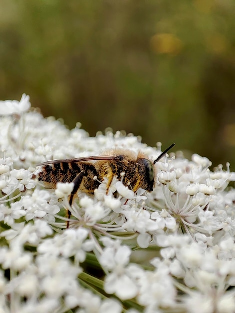 Fotografia makro pszczoły na białych kwiatach