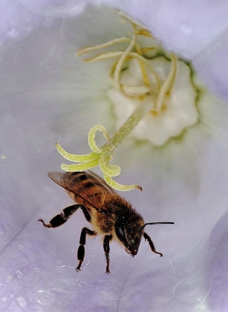 Fotografia makro pszczoły na fioletowych kwiatach