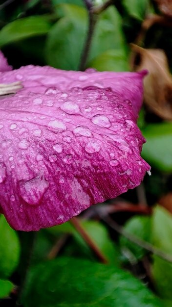 Fotografia makro różowego płatka kwiatu z kroplami wody po deszczu