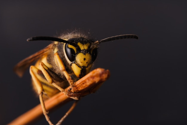 Fotografia makro szerszenia na patyku