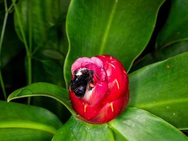 Fotografia makro trzmiela (Bombus terrestris) zapylającego kwiat (Costus woodsonii)....