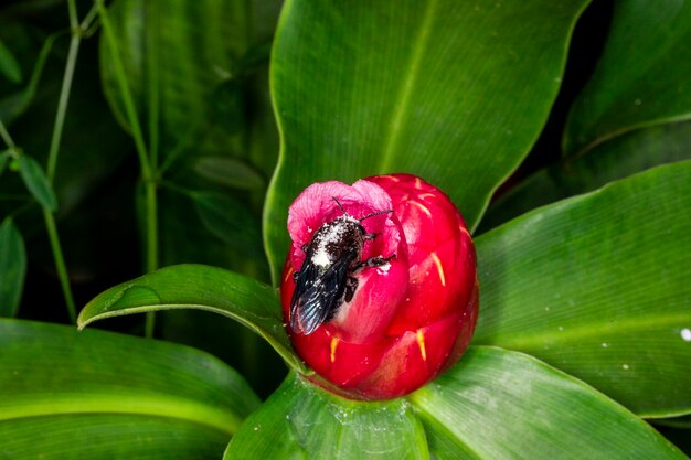 Fotografia makro trzmiela (Bombus terrestris) zapylającego kwiat (Costus woodsonii)....