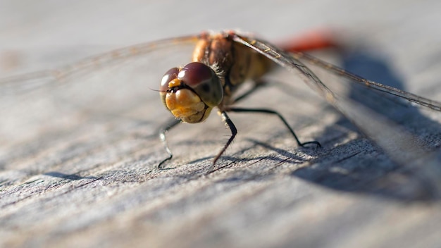 Fotografia Makro Ważki