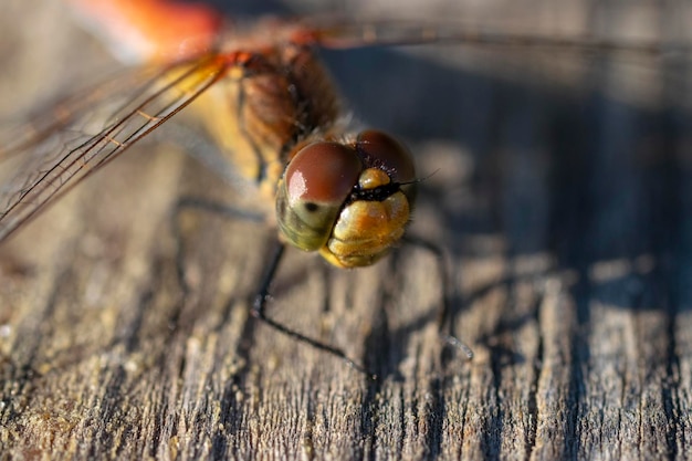 Zdjęcie fotografia makro ważki