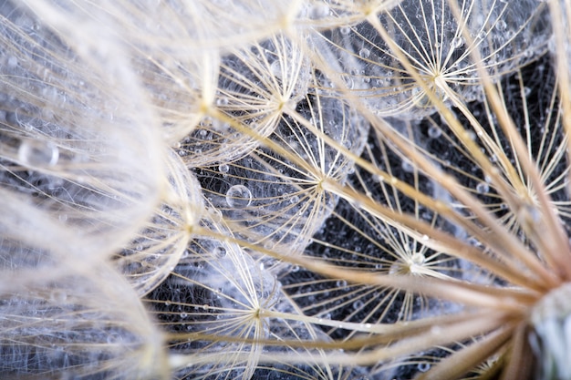 Fotografia makro z nasion mniszka lekarskiego z kropli wody