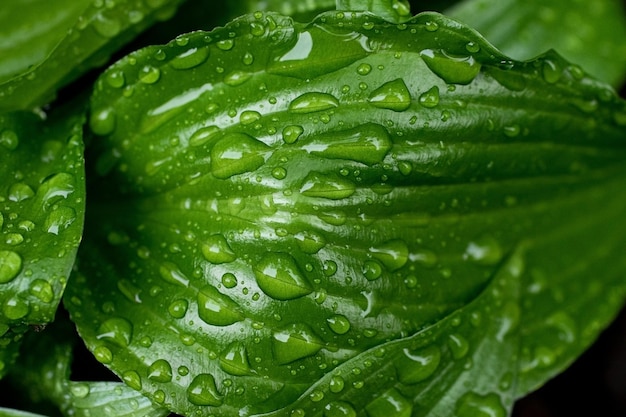 Zdjęcie fotografia makro zielonych błyszczących liści z kroplami deszczu świeże wiosenne liście z kroplami wody