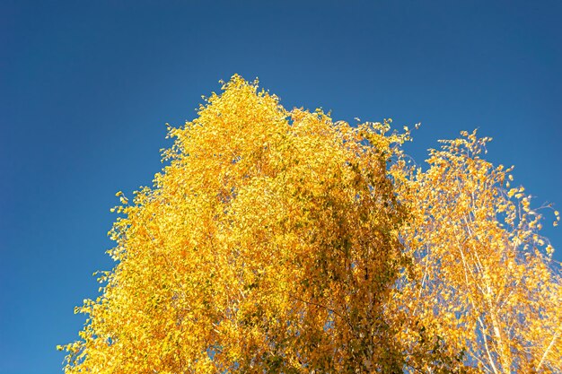 Zdjęcie fotografia na temat dużego pięknego jesiennego brzozy na tle jasnego nieba