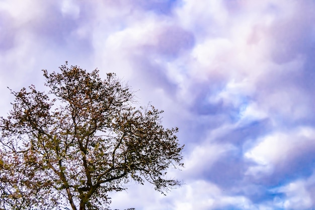 Fotografia na temat dużego pięknego jesiennego drzewa brzozowego na tle jasnego nieba