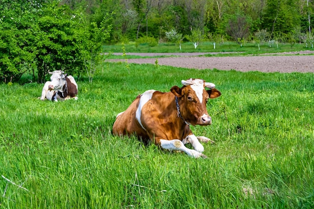 Fotografia na temat pięknej dużej krowy mlecznej paszącej się na zielonej łące pod niebieskim niebem