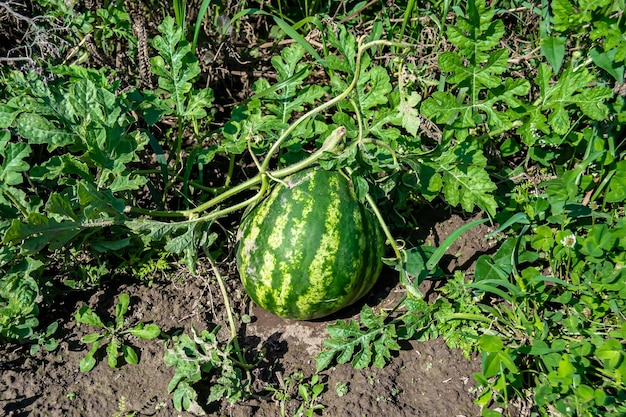 Fotografia na temat piękny mały owocowy arbuz z naturalną skórą pod liśćmi zdjęcie składające się z smacznego małego owocowego arbuza na zewnątrz w wiejskim małym arbuzie owocowym w ogrodzie farmy przyrody