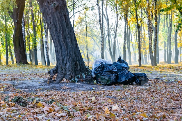 Fotografia na torbach tematycznych liści w lesie na tle naturalnej przyrody