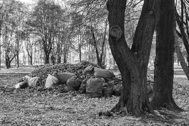 Zdjęcie fotografia na torbach tematycznych liści w lesie na tle naturalnej przyrody